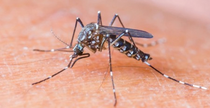 Igrejinha se mobiliza em combate a mosquito