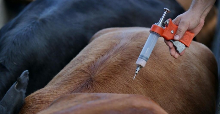 Ministério diz que vai avaliar qualidade de vacina contra aftosa usada no Brasil.