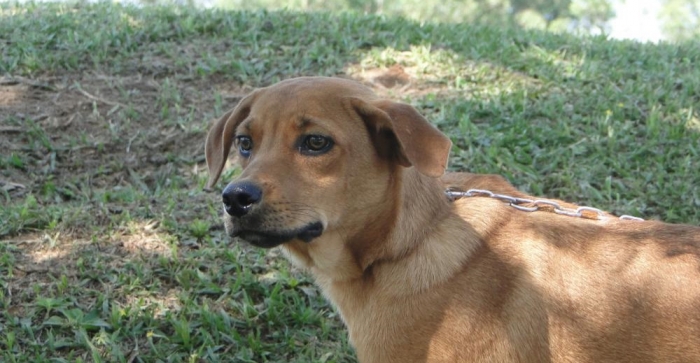 Mais de 70 cães estão à espera de um novo lar em Sapiranga