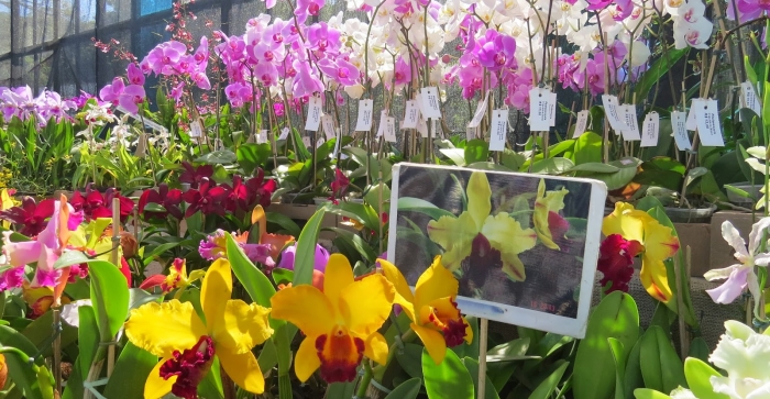 Mostra de orquídeas é realizada na região