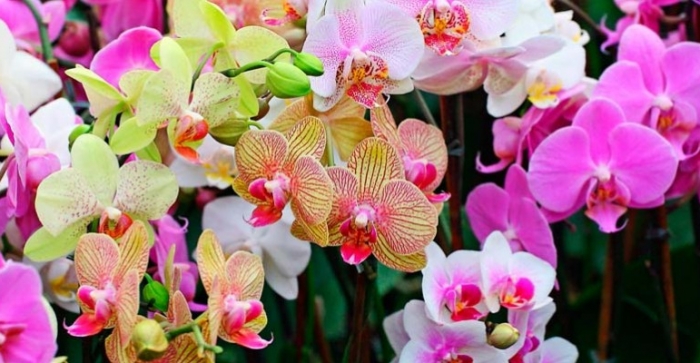 Três Coroas terá exposição de orquídeas e bonsais