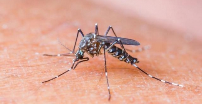 Porto Alegre registra 67 casos de dengue