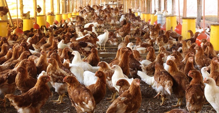 Novo aviário projeta produzir até 30 mil ovos por dia em Igrejinha