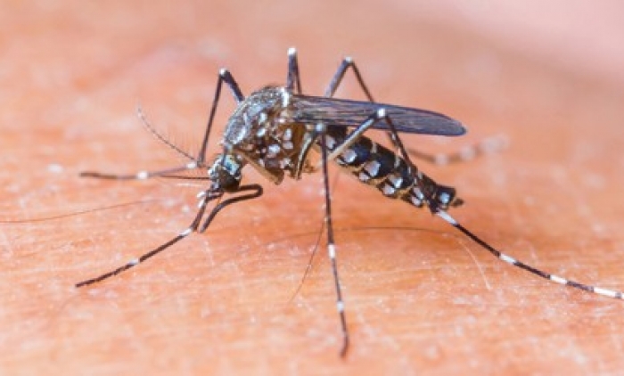 Igrejinha se mobiliza em combate a mosquito