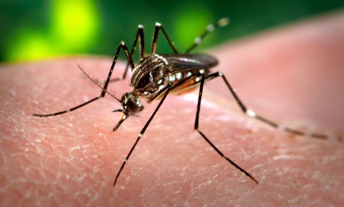 Agentes comunitários de saúde auxiliam no combate ao Aedes Aegypt em Taquara