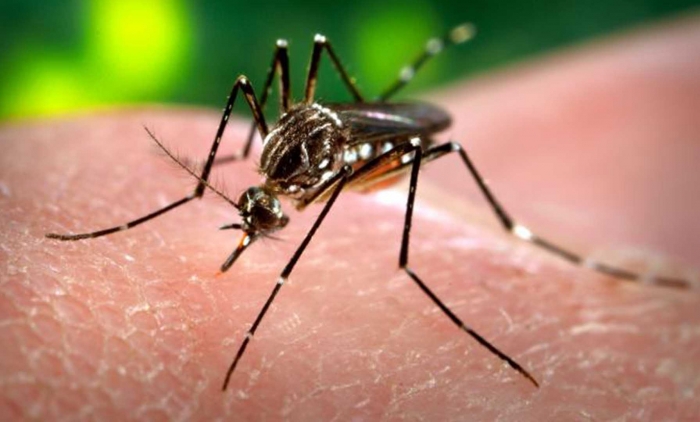 Zika e microcefalia se tornam emergência mundial