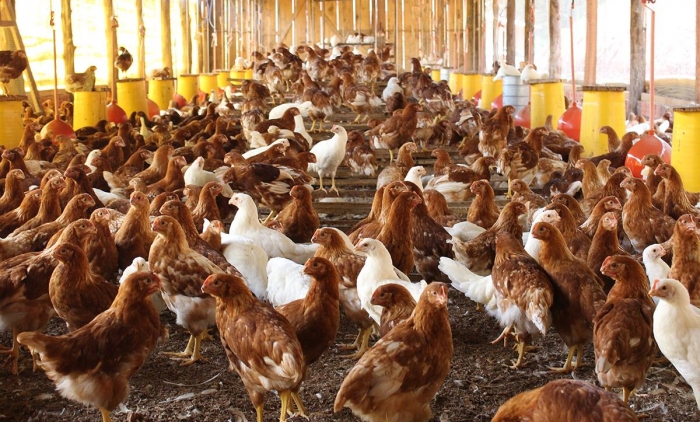 Novo aviário projeta produzir até 30 mil ovos por dia em Igrejinha